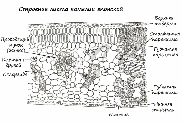 Строение листа камелии японской