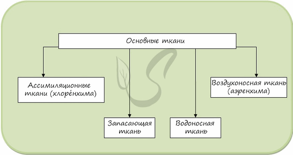 Основные ткани растений
