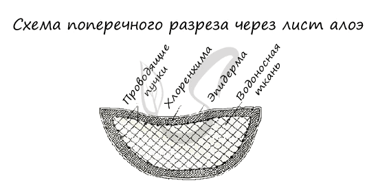 Строение листа камелии японской