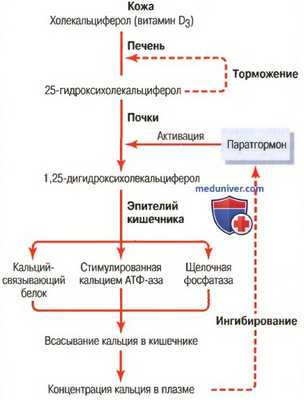 Остеомаляция. Остеопороз и характеристика остеопороза