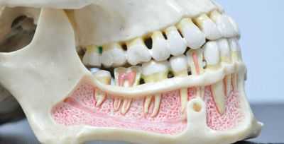 Челюсть человека