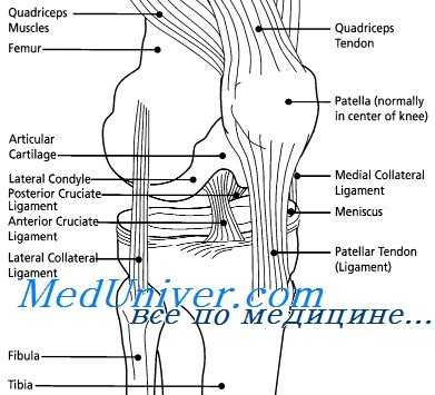 мыщелки бедренной кости