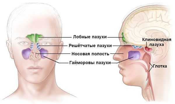 Пазухи носа