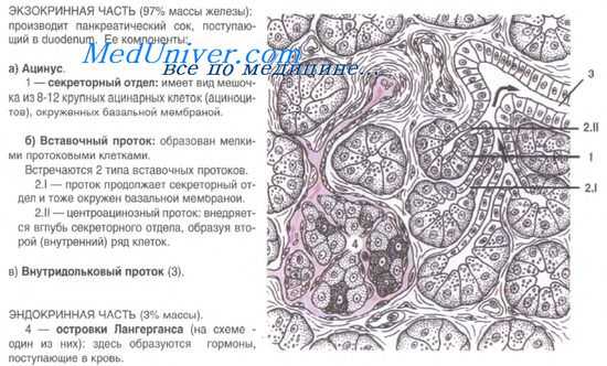 поджелудочная железа