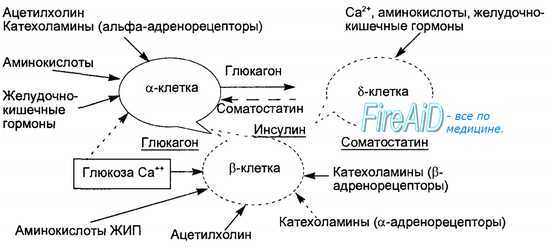 Гормоны поджелудочной железы. Островки Лангерганса. Соматостатин. Амилин.