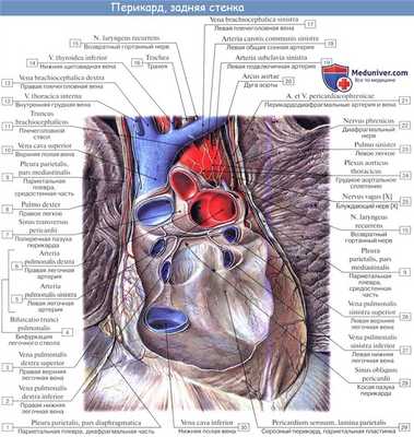 Анатомия: Перикард. Строение перикарда