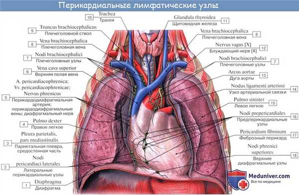Анатомия: Перикард. Строение перикарда