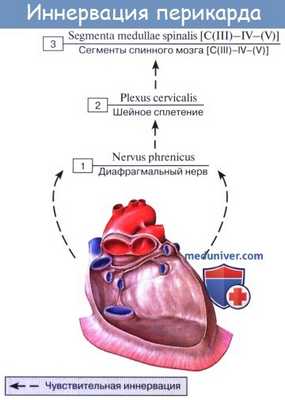Схема иннервации перикарда