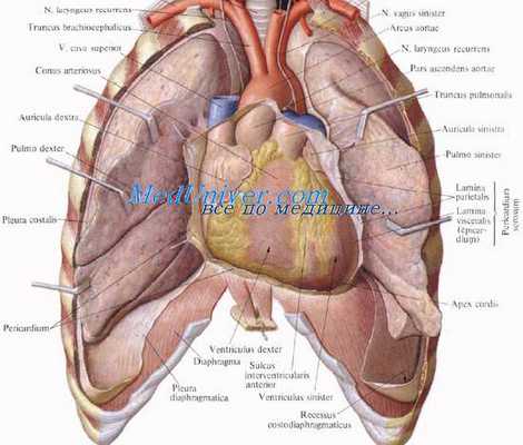 Отделы перикарда. Пазухи перикарда. Разделы перикарда