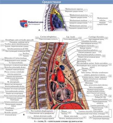Анатомия: Перикард. Строение перикарда