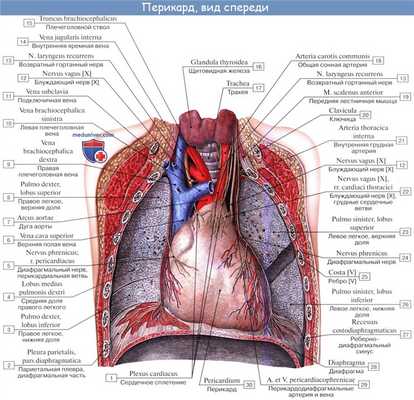 Анатомия: Перикард. Строение перикарда