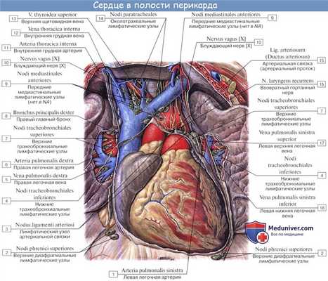 Анатомия: Перикард. Строение перикарда