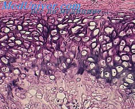 соли кальция эмбриона