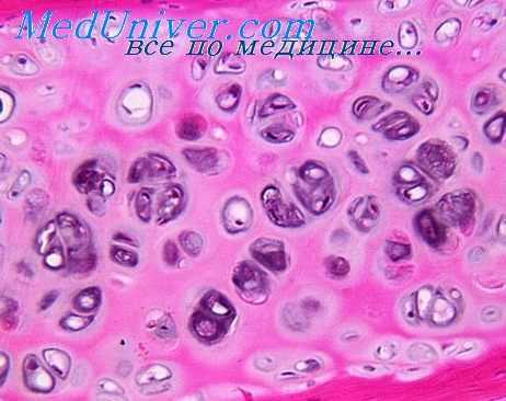 компактная кость у эмбриона