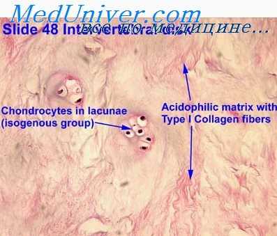 губчатая кость у эмбриона