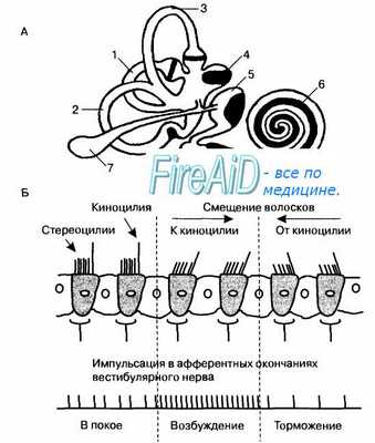 Вестибулярная сенсорная система. Функция вестибулярной системы. Вестибулярный аппарат.