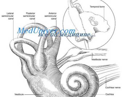 отолитовы рефлексы