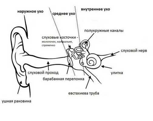 Строение уха