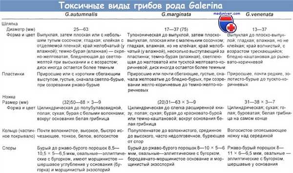 Токсичные виды грибов рода Galerina