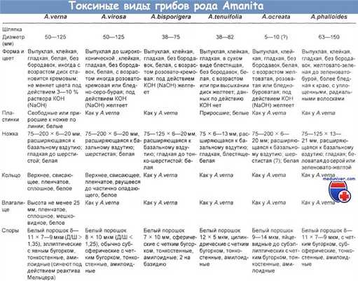 Токсичные виды грибов рода Аманита