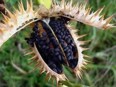 Отравление дурманом