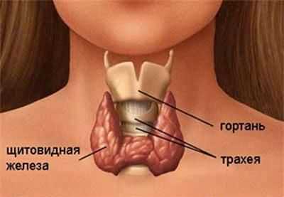 Щитовидная железа при гипотериозе