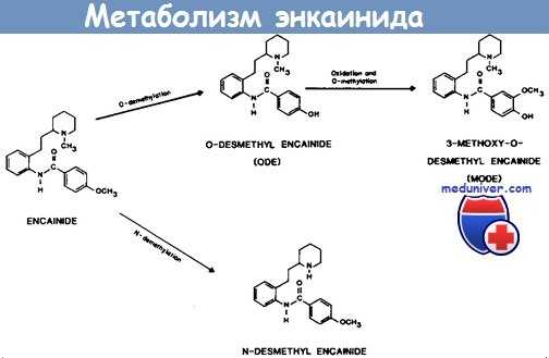 Метаболизм энкаинида