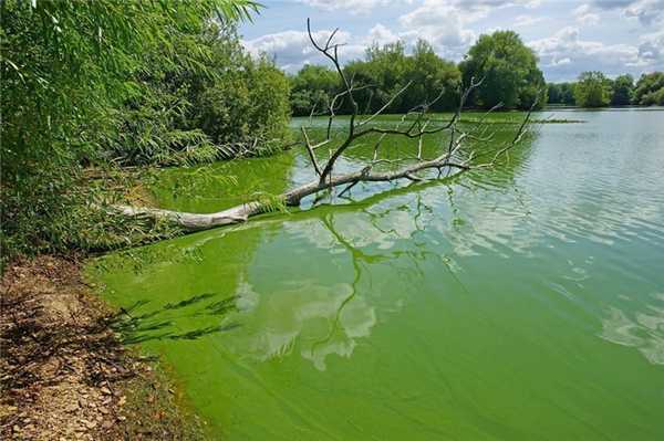 Сине-зеленые водоросли и отравление