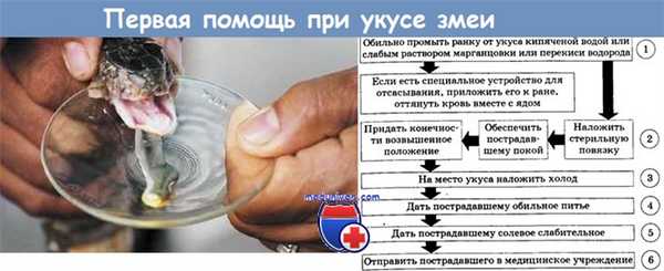 Неотложная помощь (первая помощь) при укусе змеи.