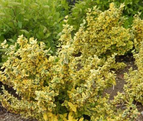 Бересклет Форчуна (Euonymus fortunei)