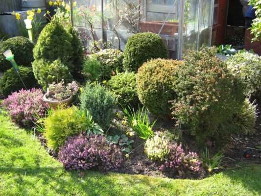 Декоративные хвойные кустарники