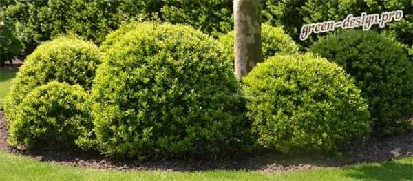 остролист или падуб