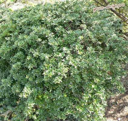 Падуб Городчатый (I. crenata)