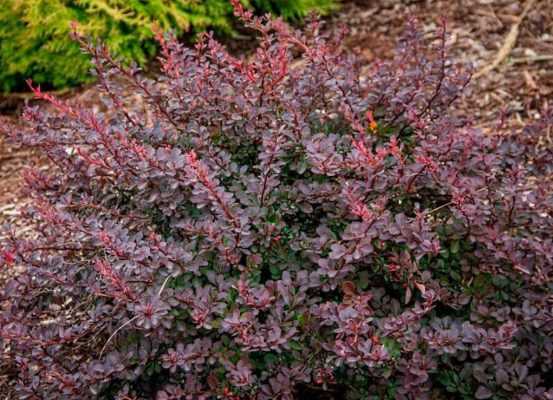 барбарис Тунберга в ландшафтном дизайне