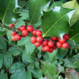 Падуб парагвайский