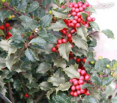 Остролист Мезерва (I. x meserveae)