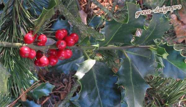 Остролист обыкновенный