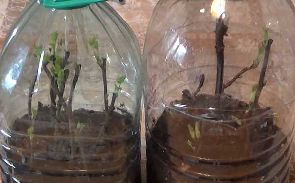 Фото черенкоы Остролиста