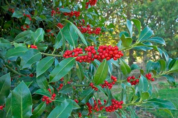 Фото Падуба английского или обыкновенного