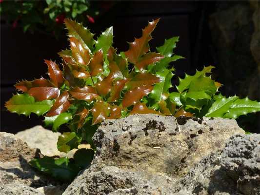 Остролист (Падуб)