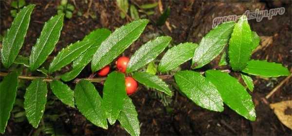 Падуб Морщинистый