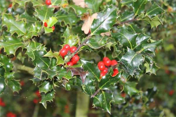 Остролист или Падуб