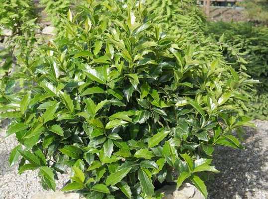 Остролист колхидский