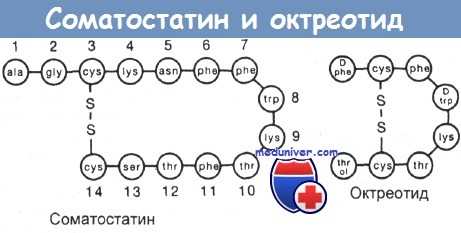 Соматостатин и октреотид