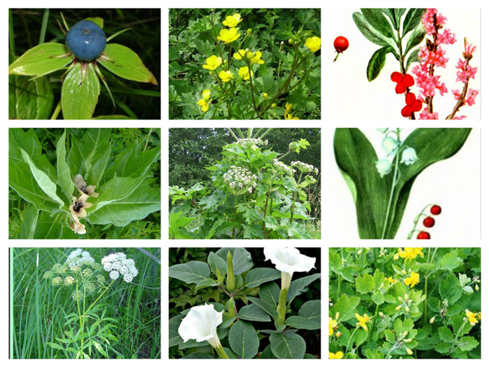 Отравление ядовитыми растениями