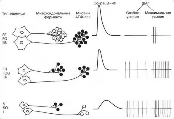 Гистохимические и физиологические свойства трех основных типов ДЕ и мышечных волокон (R.E. Burke, 1973)