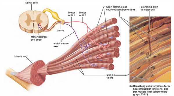 Двигательные единицы (ДЕ)