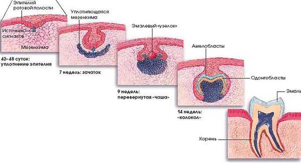 Прорезывание зубов