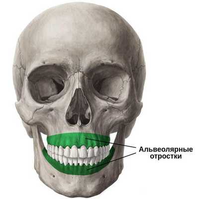 Альвеолярные отростки