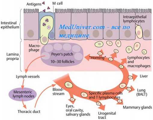 Реакция отторжения трансплантата